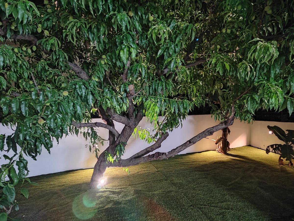 Callisto 干尼亞 外观 照片